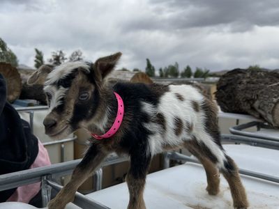 Nigerian Dwarf Bottle Baby Doeling- Blue Eyed
