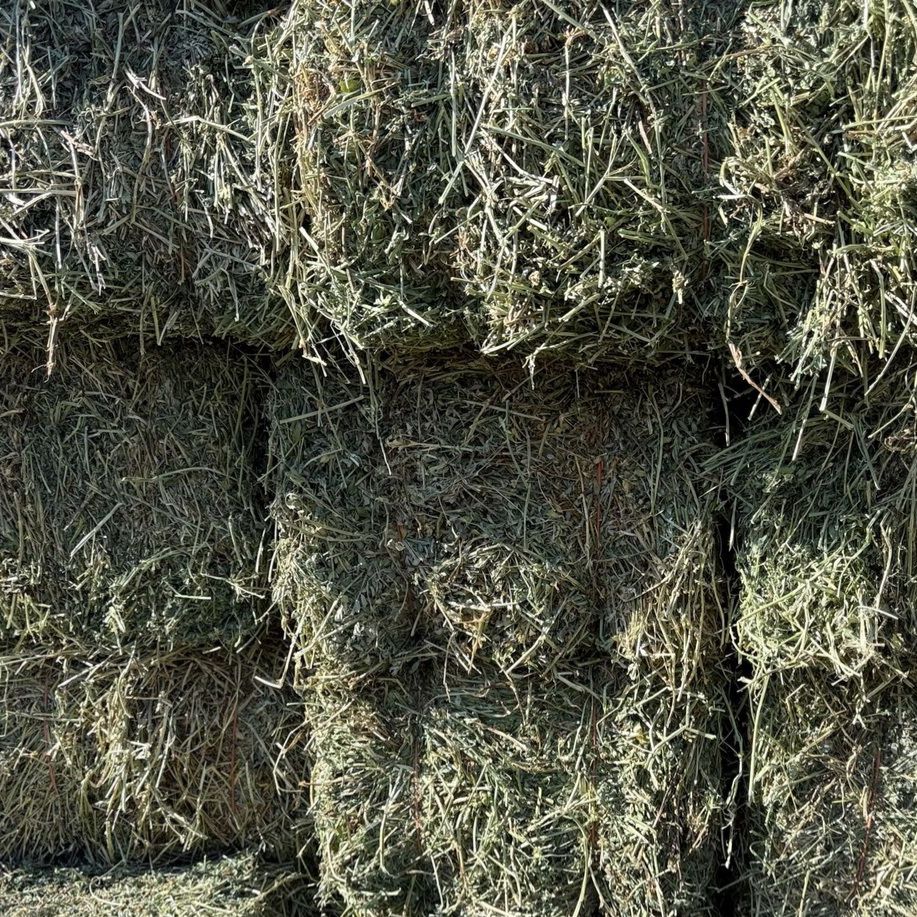 150 small bales, Fresh Alfalfa Hay Bales- 2nd crop- High Quality Livestock Feed
