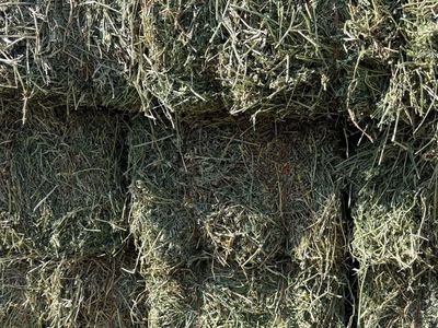 150 small bales, Fresh Alfalfa Hay Bales- 2nd crop- High Quality Livestock Feed