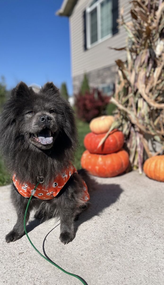 Smaller Chow Chow with a black tongue