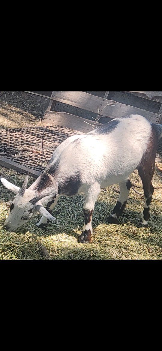 Goat Sale