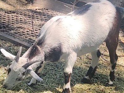 Goat Sale