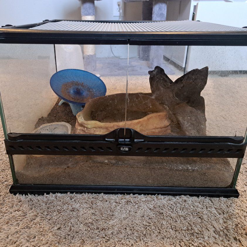 Hermit Crab with Tank