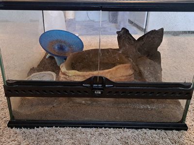 Hermit Crab with Tank