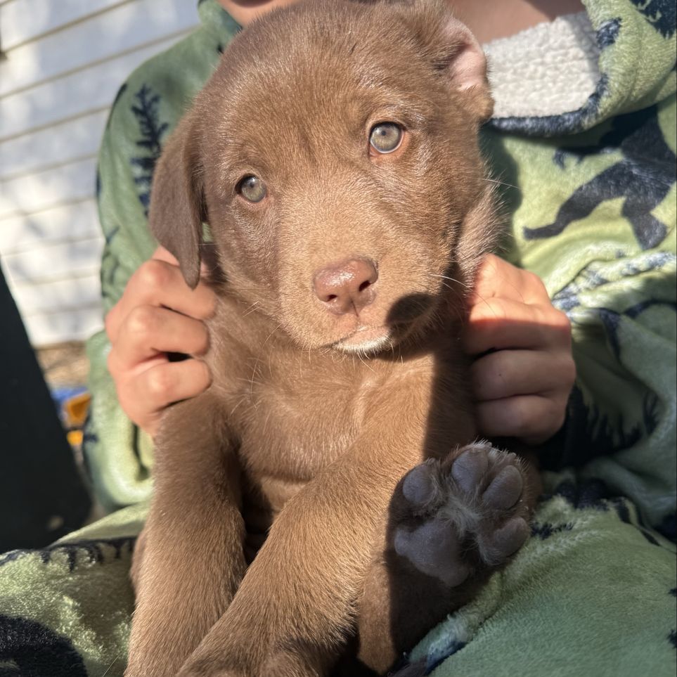 Chocolate Lab/ Husky Malamute mix puppies