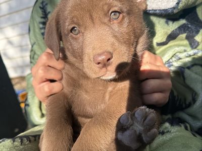 Chocolate Lab/ Husky Malamute mix puppies