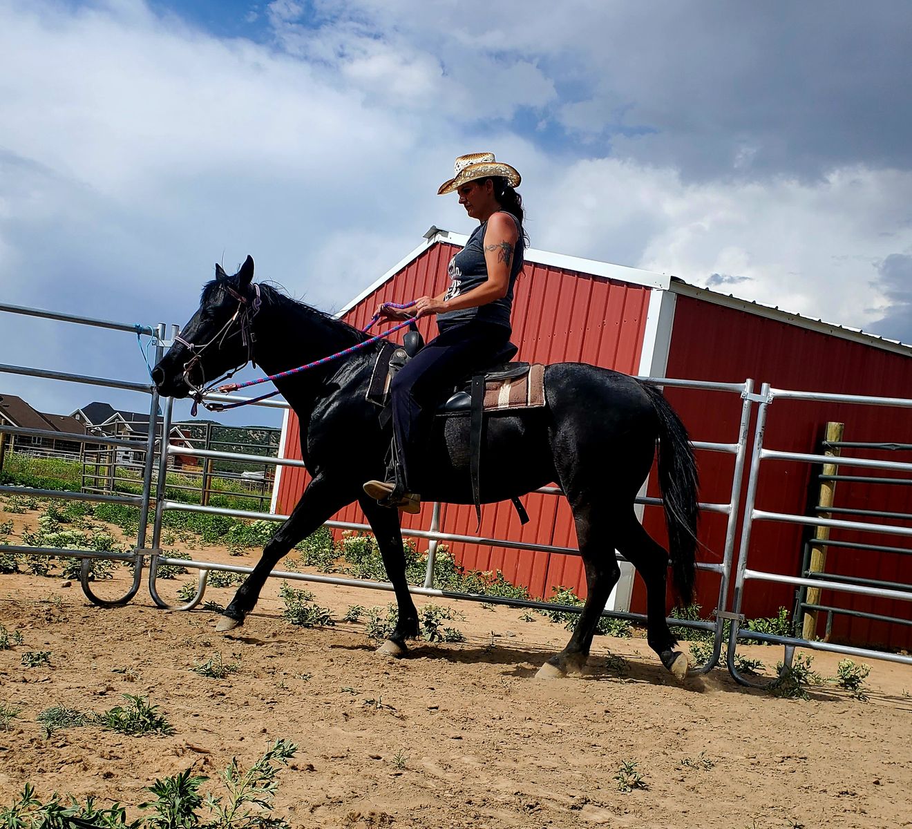 2020 Quarter horse Mare 4,000 obo