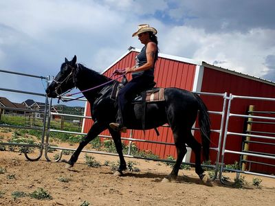 2020 Quarter horse Mare 4,000 obo