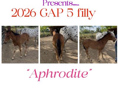 100% foundation bred Appaloosas