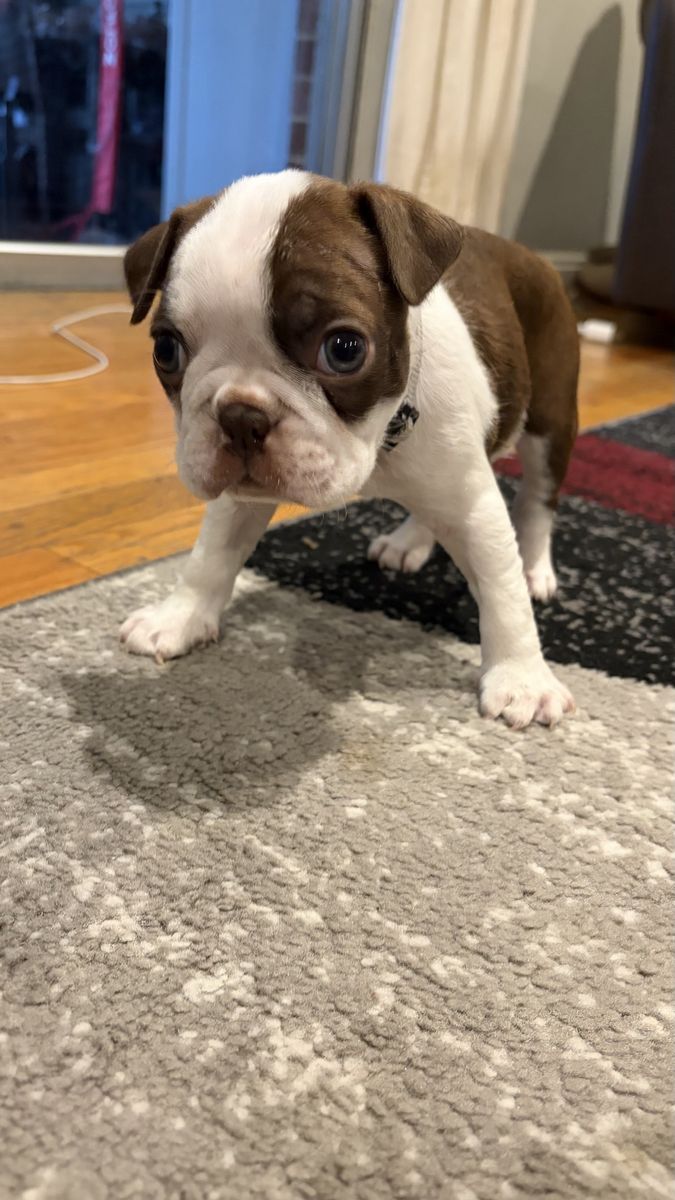 2 Chocolate Male AKC Boston Terrier Puppies