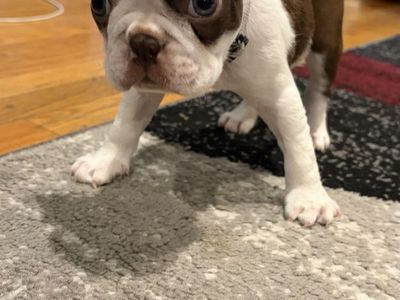 2 Chocolate Male AKC Boston Terrier Puppies