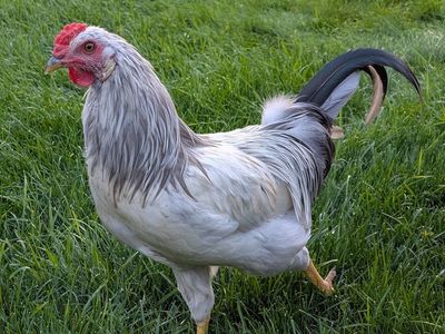 Gorgeous Prairie Bluebell or/and Olive Egger Roosters