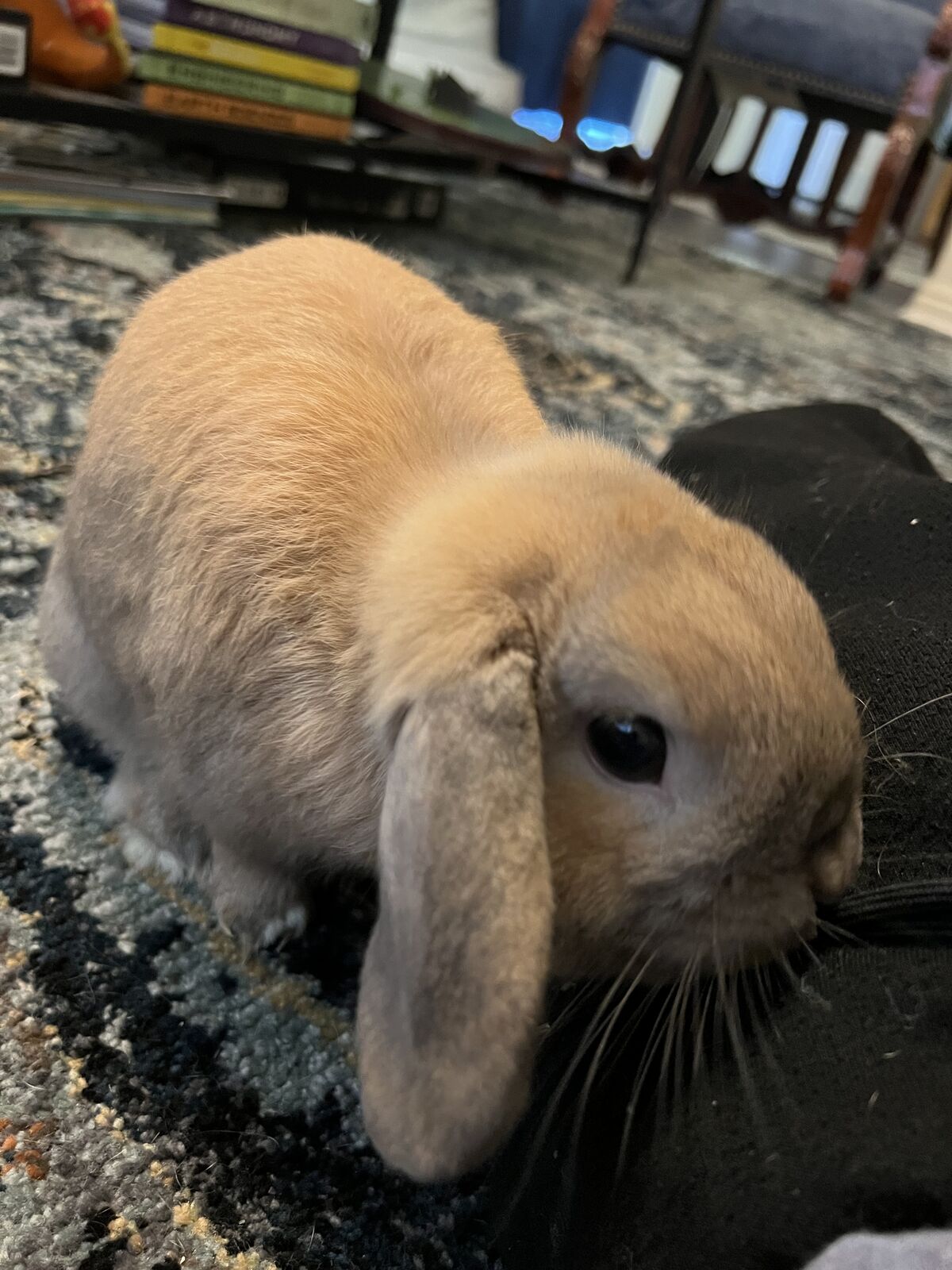 Need To Rehome A Bunny.