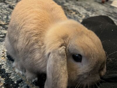 Need To Rehome A Bunny.