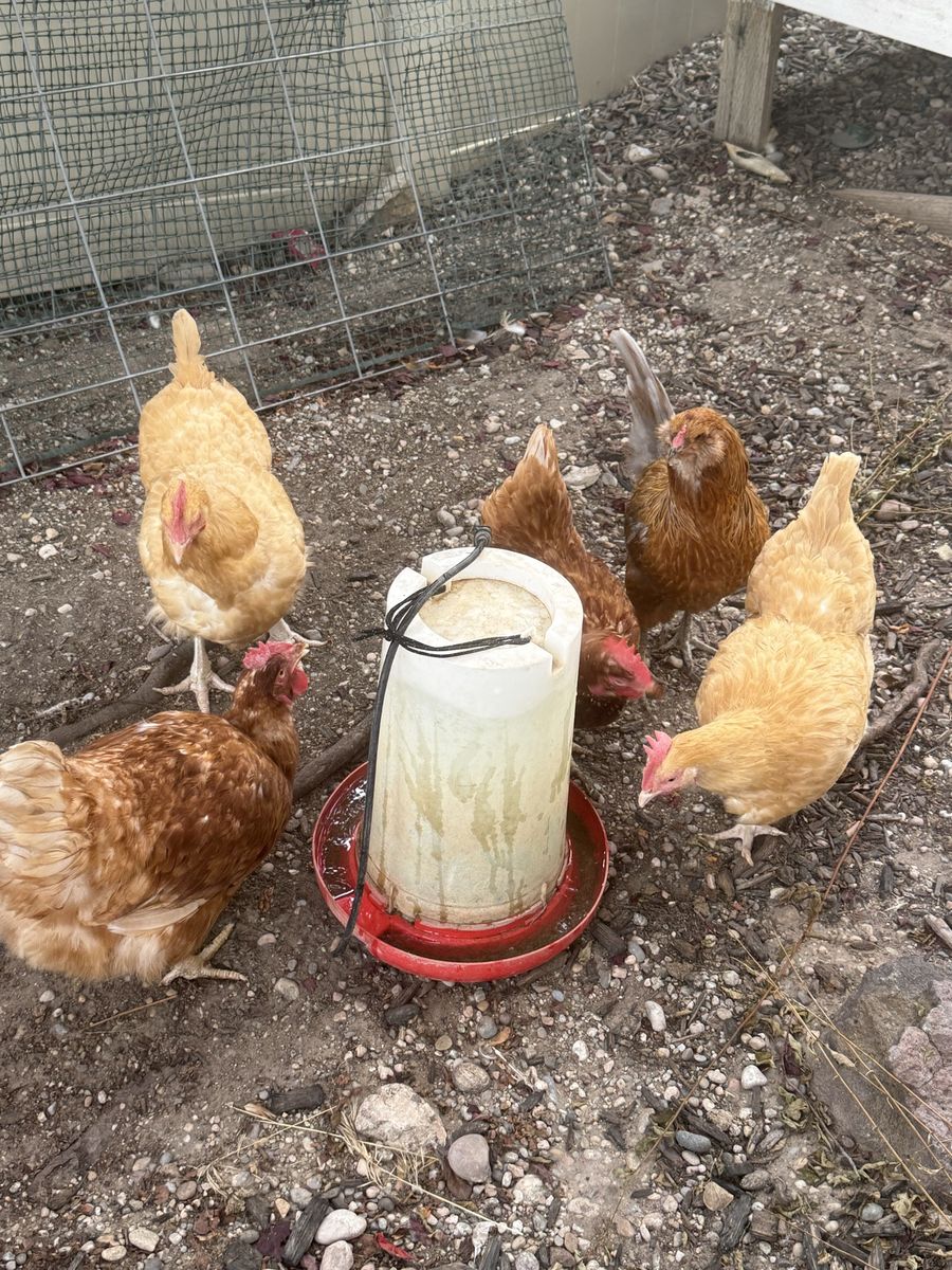 5 chickens (Hens)