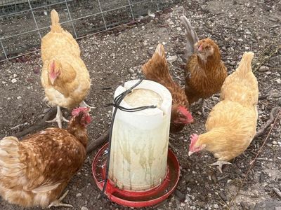 5 chickens (Hens)