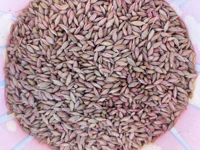 Barley Seed