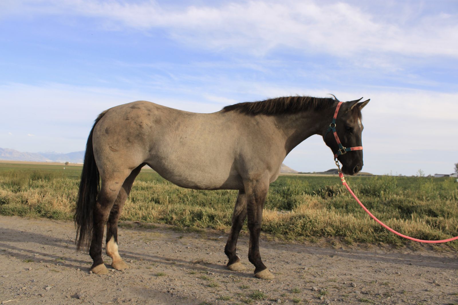 3 yr old Gruella Mare