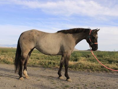 3 yr old Gruella Mare