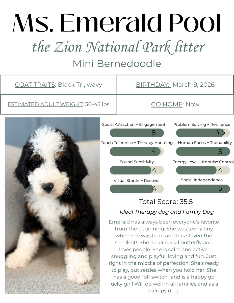 Female Mini Bernedoodle- Therapy and Family Puppy