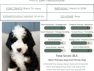 Female Mini Bernedoodle- Therapy and Family Puppy