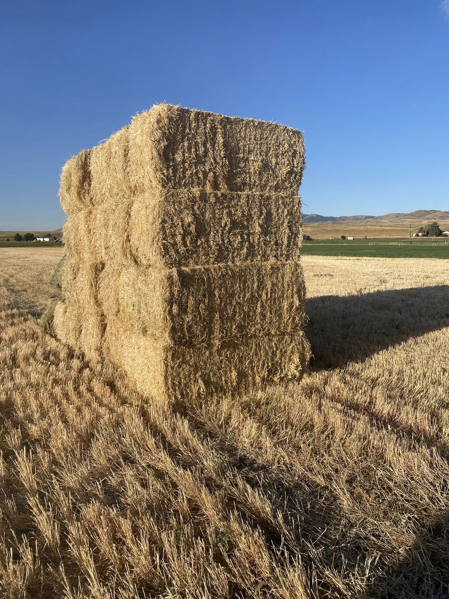 Straw Barley 3x3