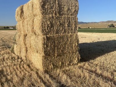 Straw Barley 3x3
