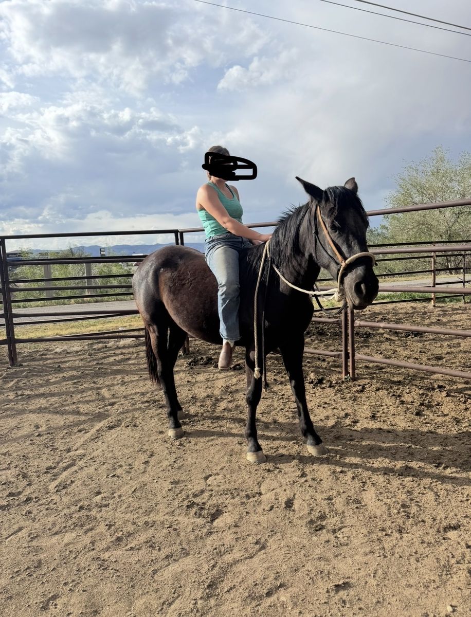 Quarter Horse/Andalusian