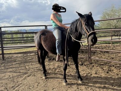 Quarter Horse/Andalusian