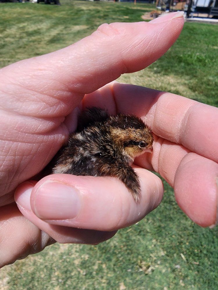 Chicks - Tennessee Red Quail