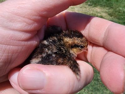 Chicks - Tennessee Red Quail