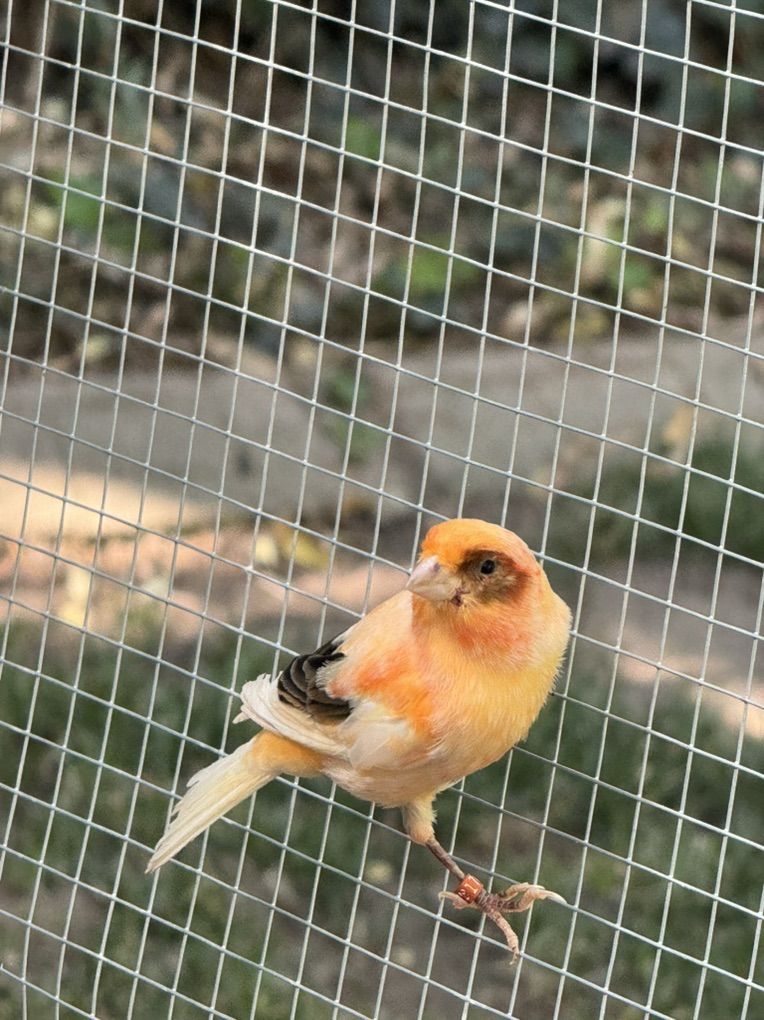 Canarie Male