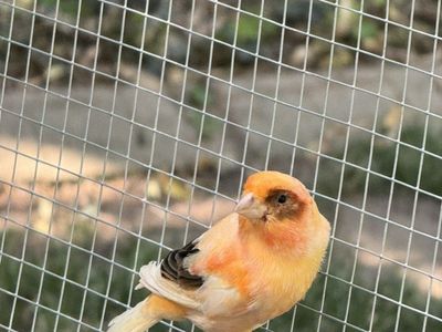 Canarie Male