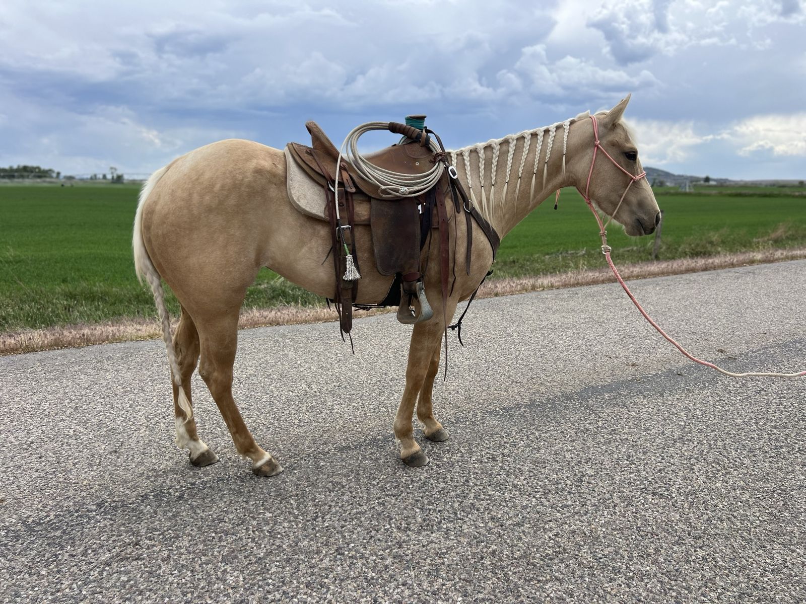 Barrel Horse Prospect