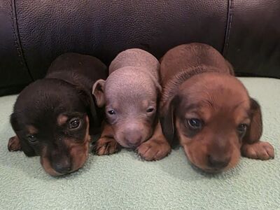Mini dachshunds (3 MALES available)