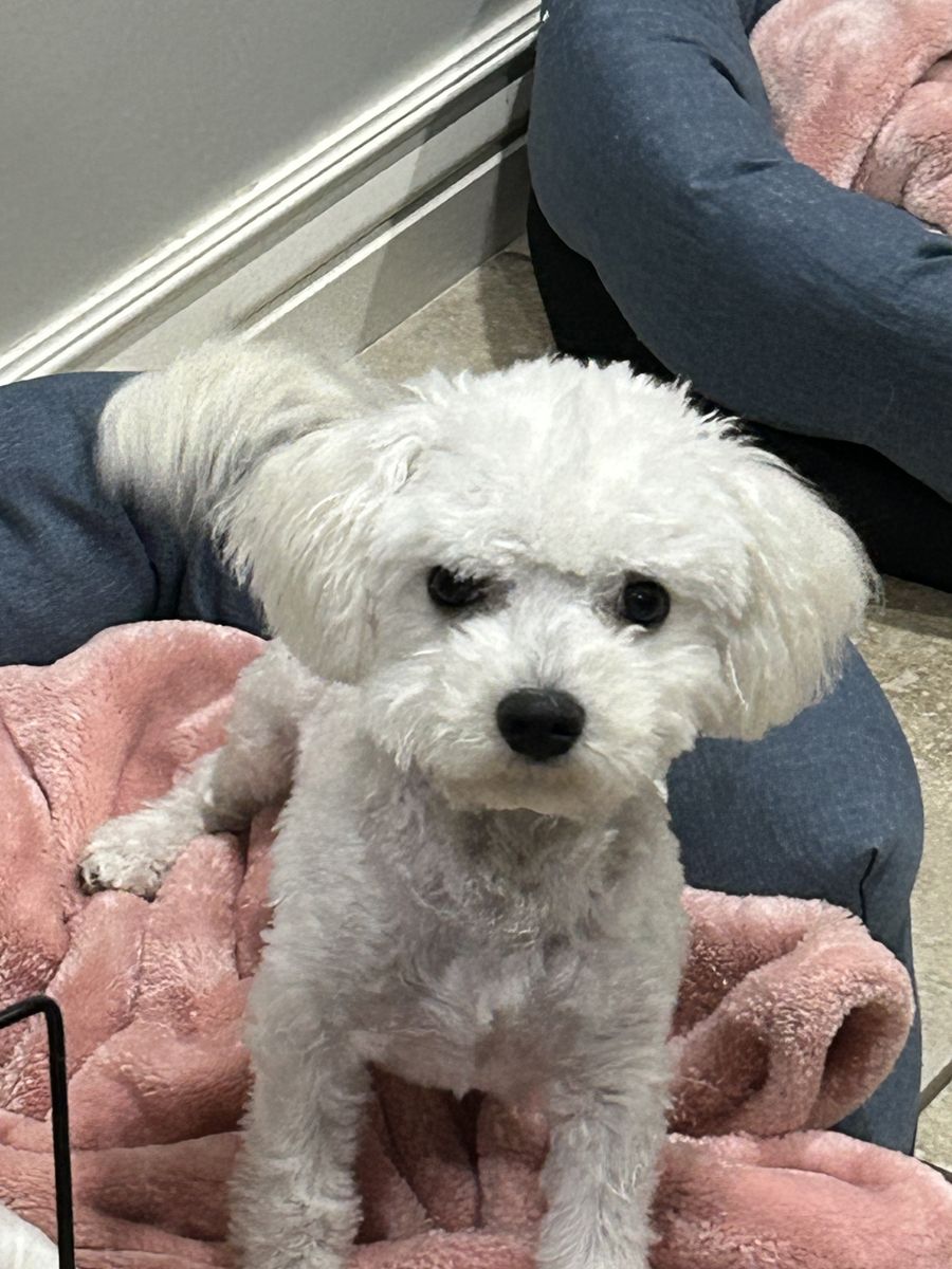 "Pom Pom" Pure Breed Bichion 