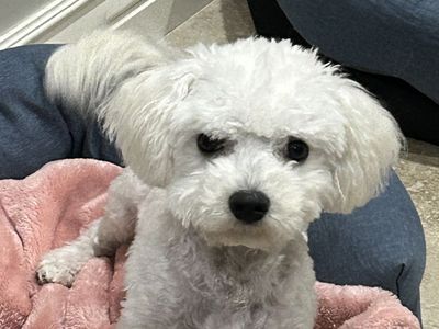 "Pom Pom" Pure Breed Bichion