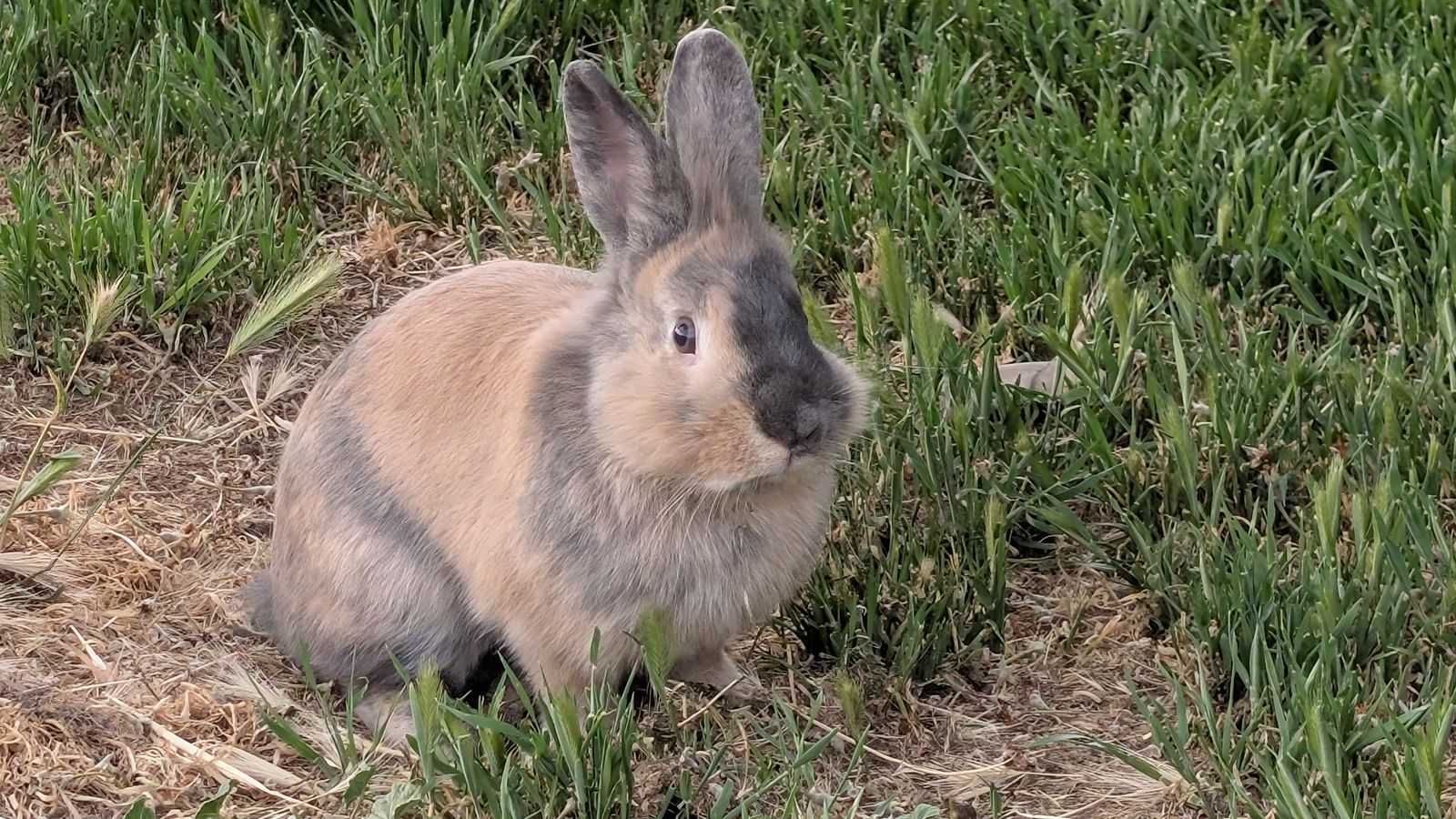 Harlequin Lionhead Male Bunny (Medium Size)