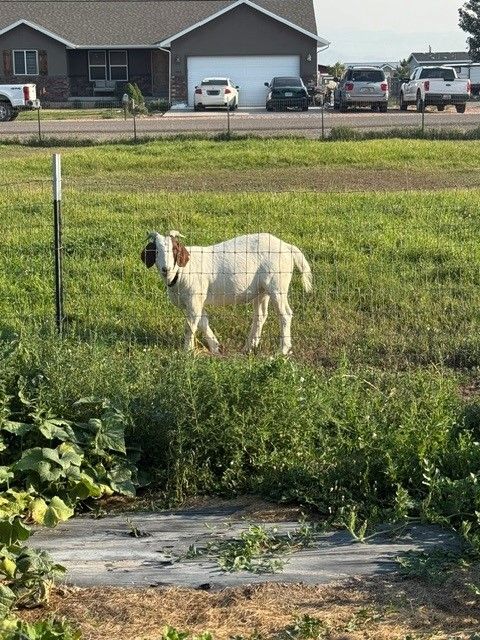 Boer and Oberhasli Goats