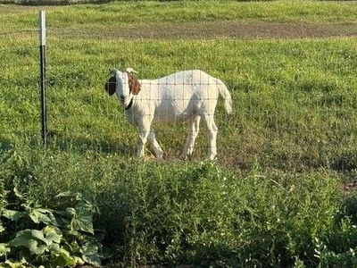 Boer and Oberhasli Goats