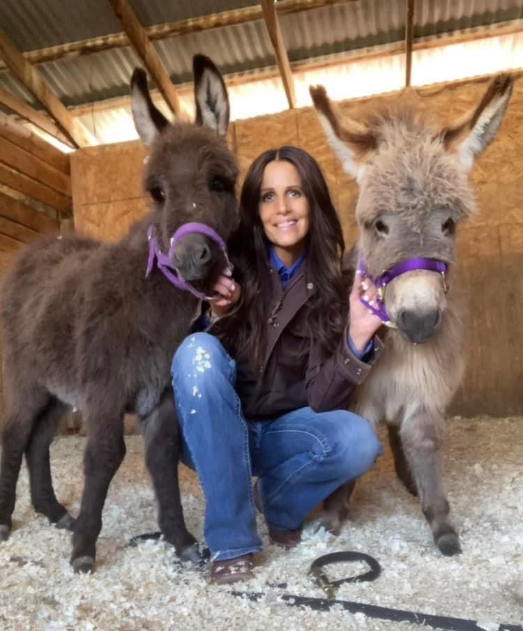 3 Year Old Mini Donkey