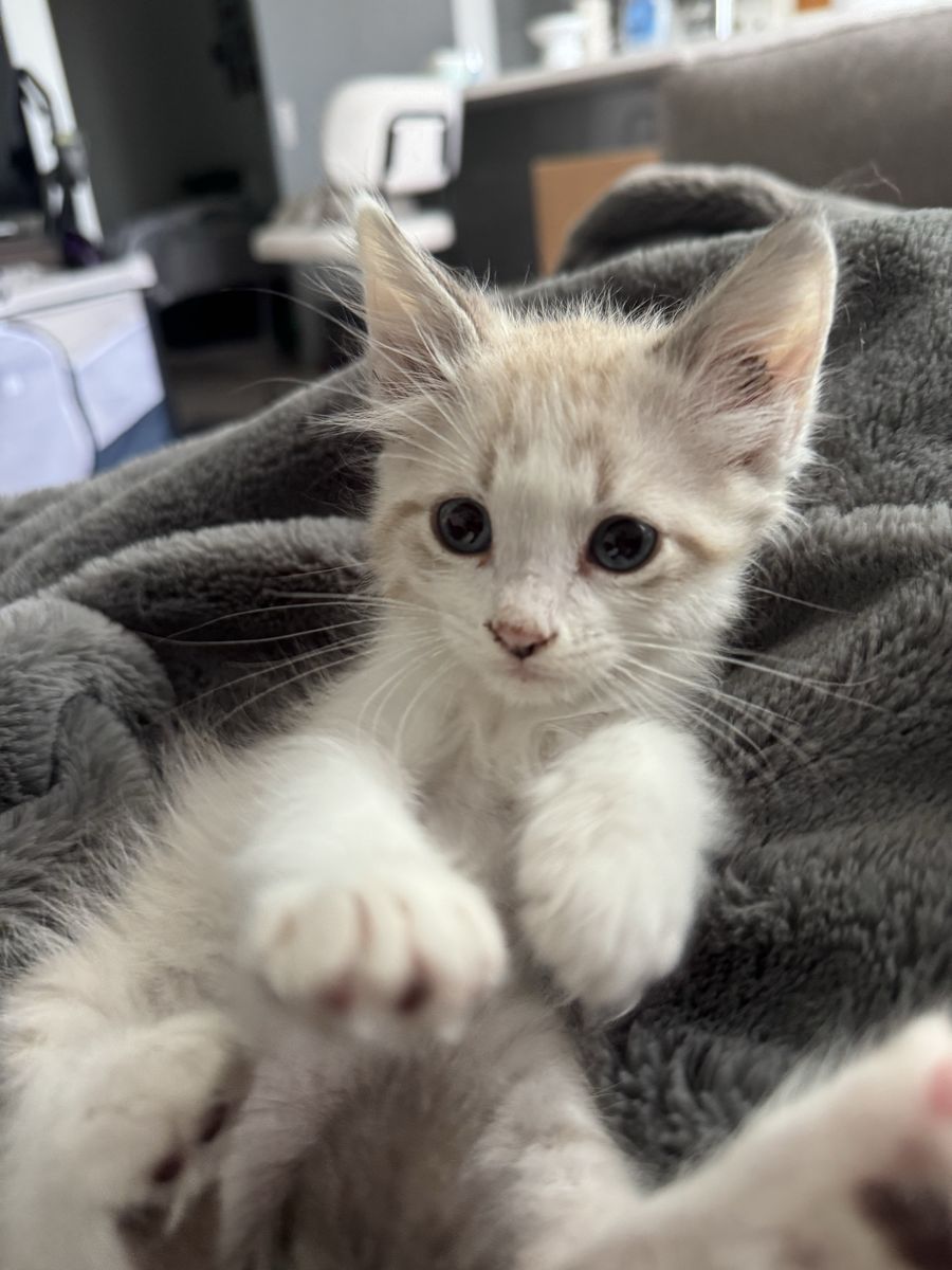 Kitten