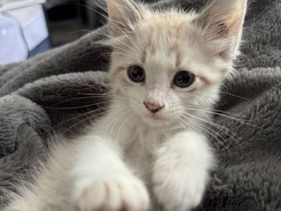 Kitten