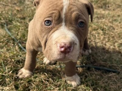Purebred Female Pitbull Puppy