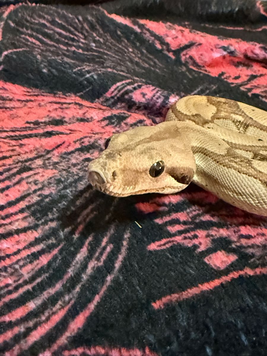 Central American Boa BCI