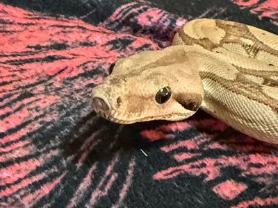 Central American Boa BCI