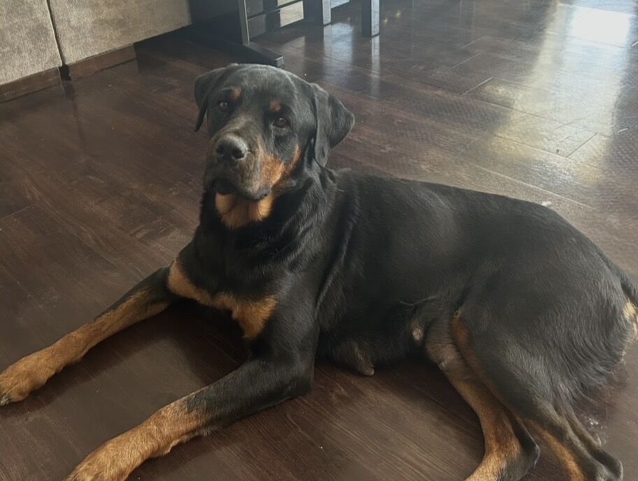 Female Rottweiler