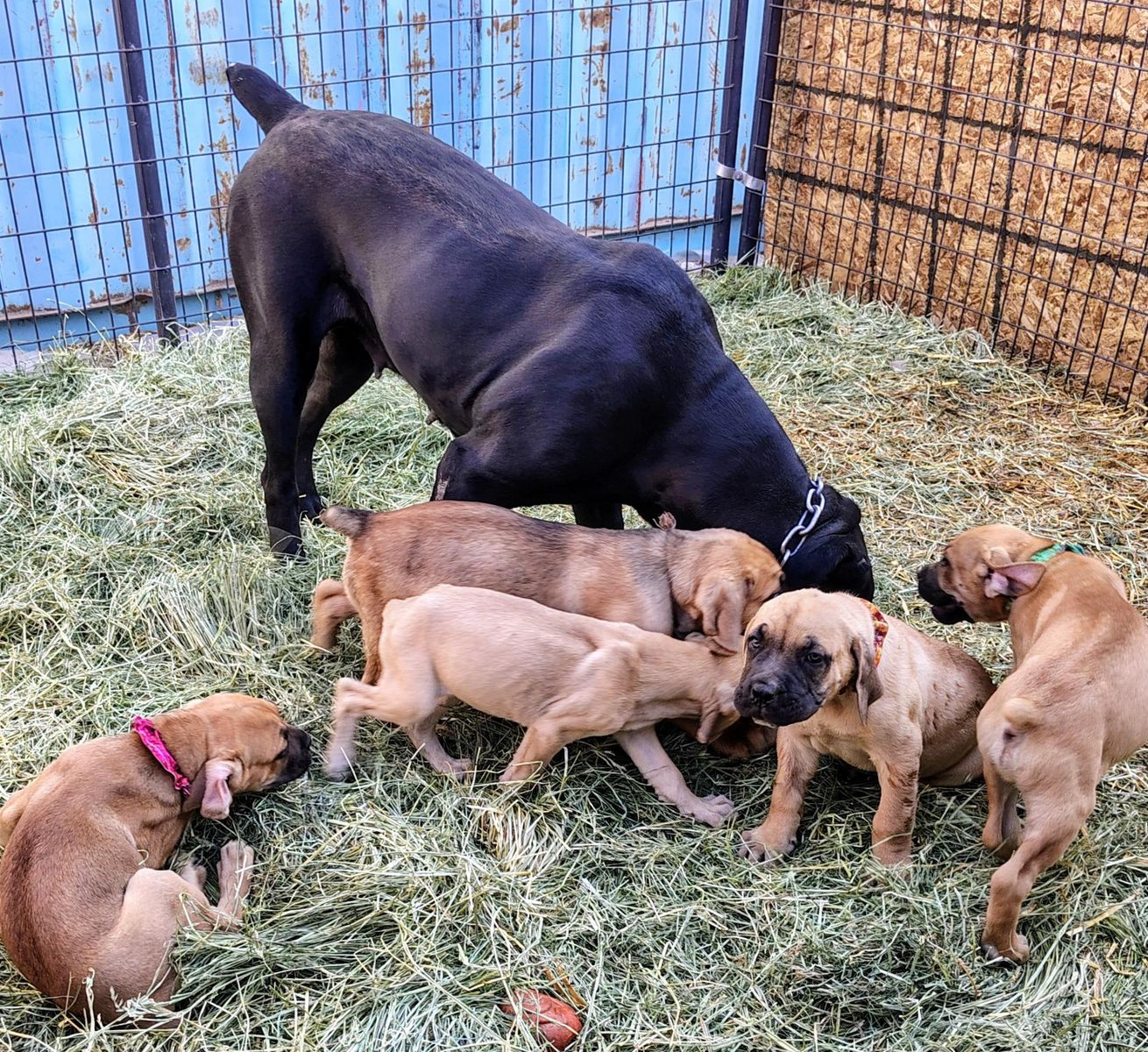Cane Corso Pups