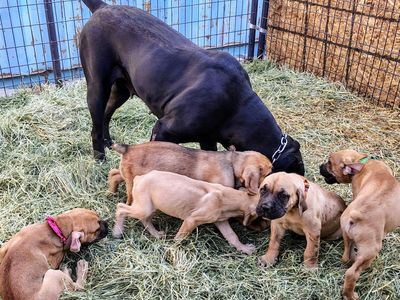 Cane Corso Pups