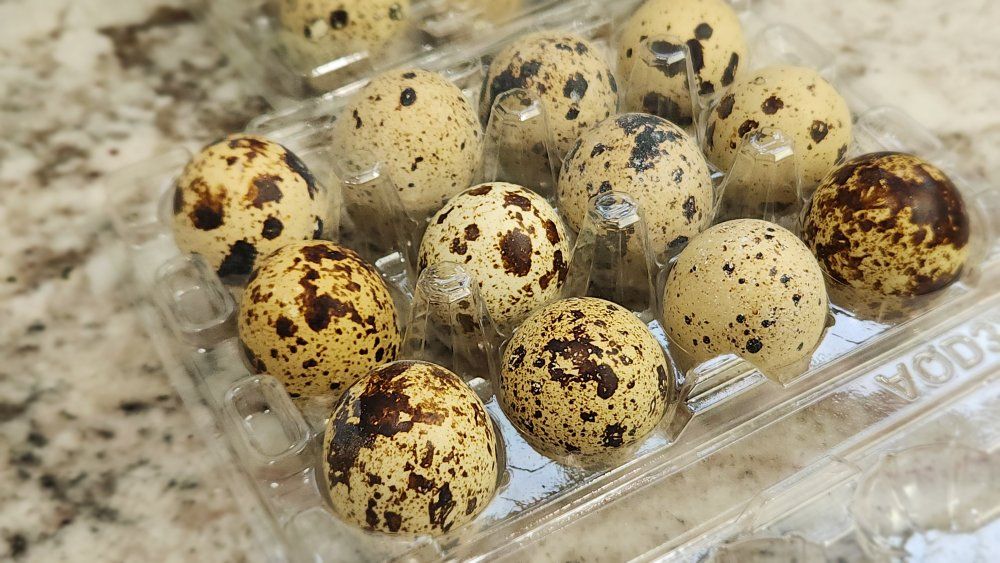 Coturnix Quail Eating Eggs